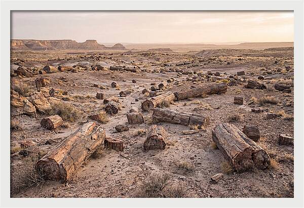 Petrified Forest Serenity