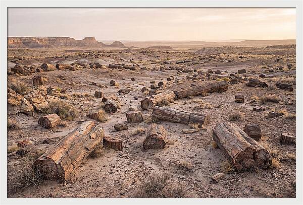 Petrified Forest Serenity