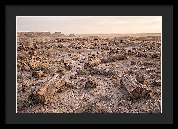 Petrified Forest Serenity