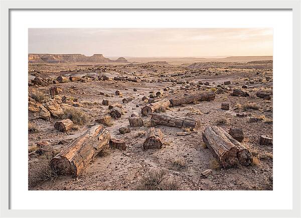 Petrified Forest Serenity