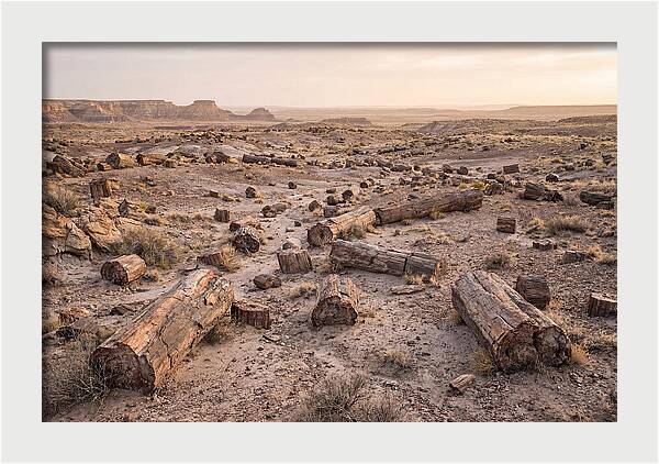 Petrified Forest Serenity