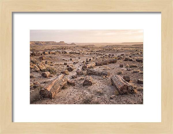 Petrified Forest Serenity
