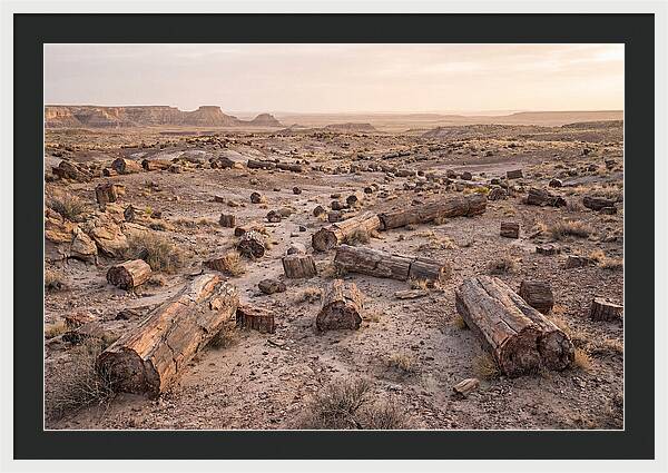 Petrified Forest Serenity