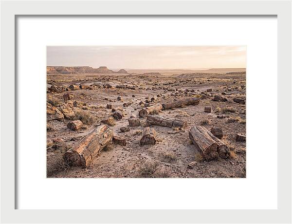 Petrified Forest Serenity