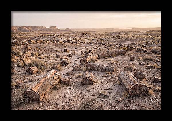 Petrified Forest Serenity