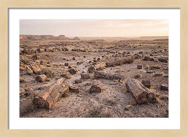 Petrified Forest Serenity