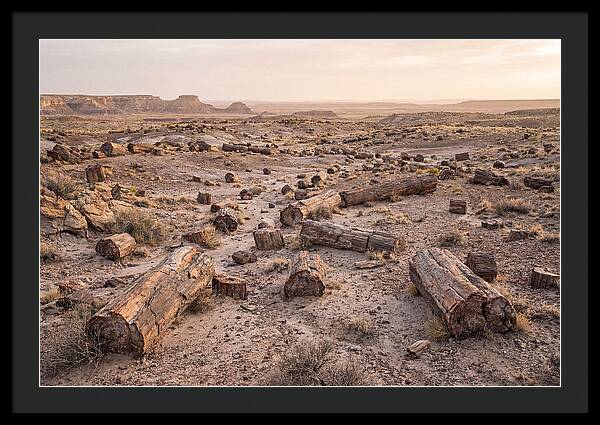 Petrified Forest Serenity