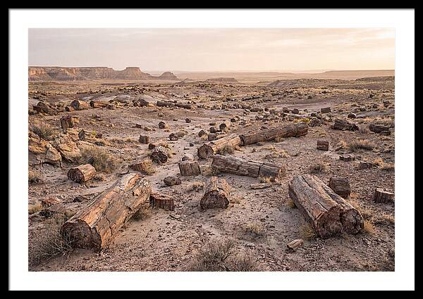 Petrified Forest Serenity