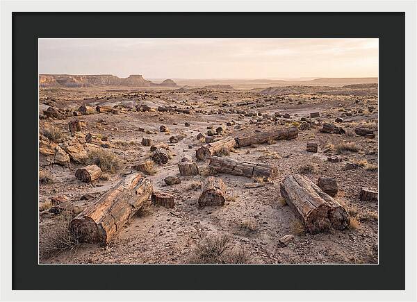 Petrified Forest Serenity
