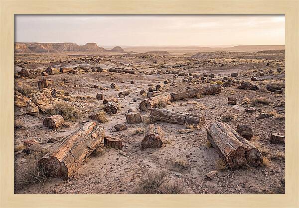 Petrified Forest Serenity