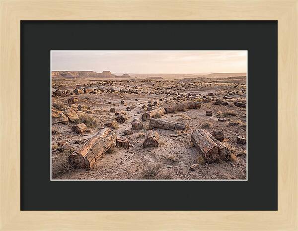 Petrified Forest Serenity