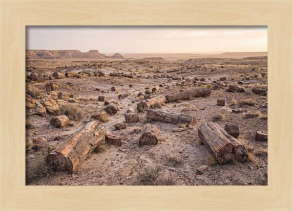 Petrified Forest Serenity