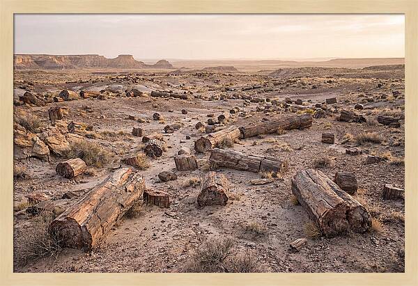 Petrified Forest Serenity
