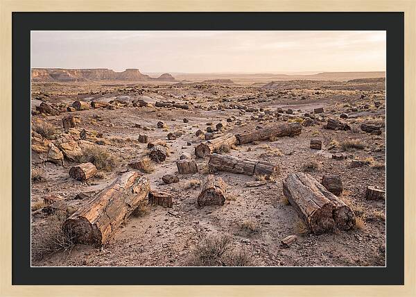 Petrified Forest Serenity