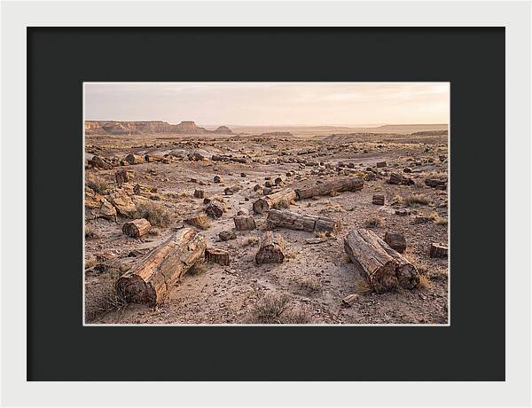 Petrified Forest Serenity