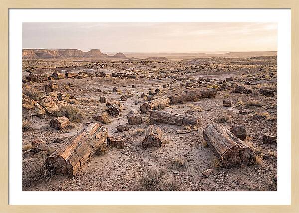 Petrified Forest Serenity