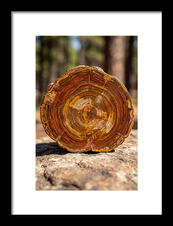 Petrified Wood Beauty