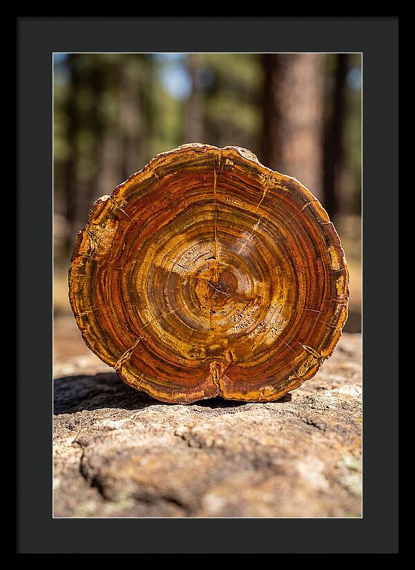 Petrified Wood Beauty