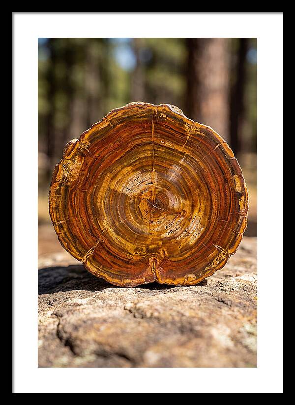 Petrified Wood Beauty