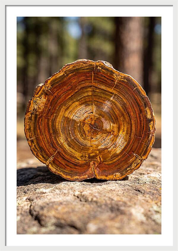 Petrified Wood Beauty