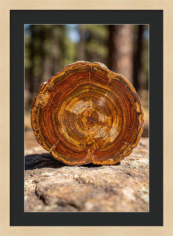 Petrified Wood Beauty