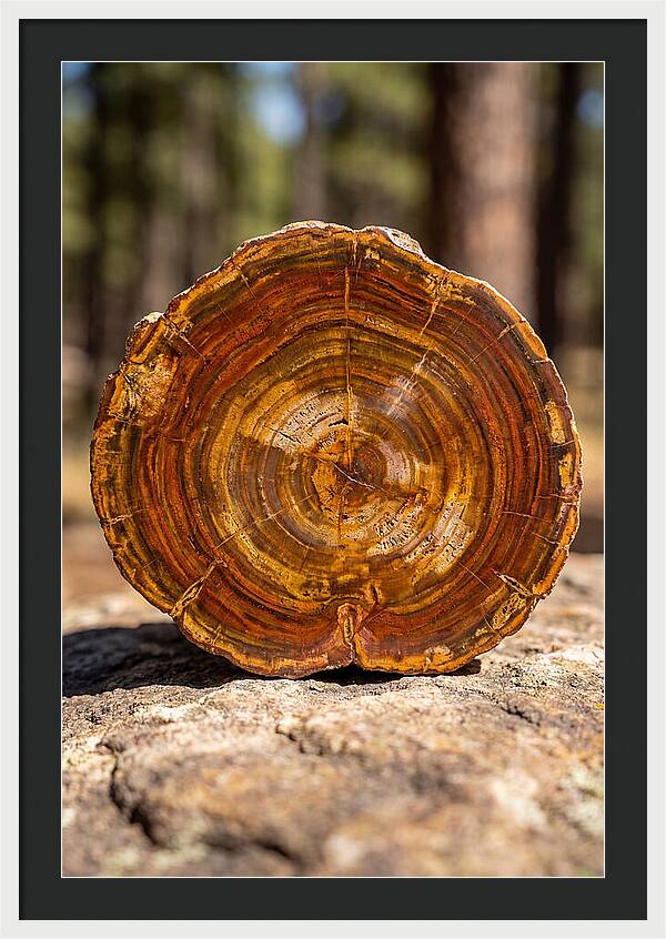 Petrified Wood Beauty