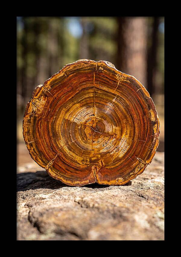 Petrified Wood Beauty