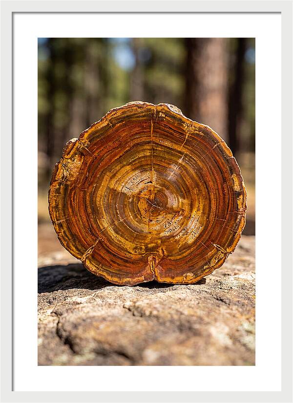 Petrified Wood Beauty