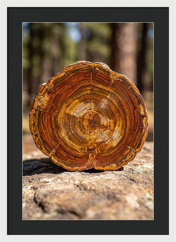 Petrified Wood Beauty