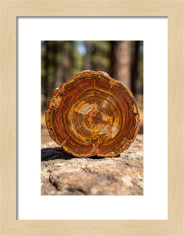 Petrified Wood Beauty