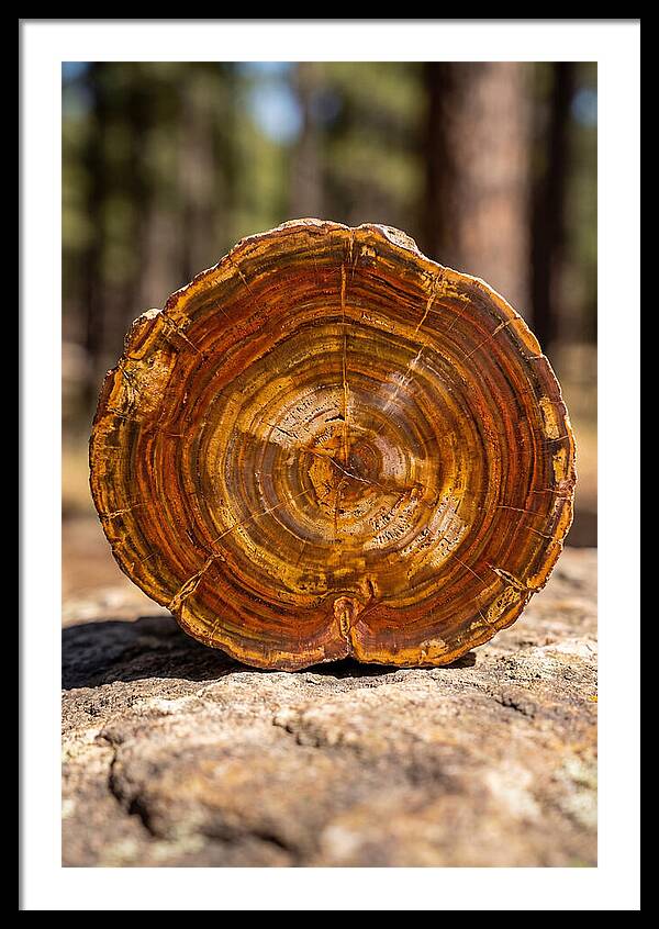 Petrified Wood Beauty