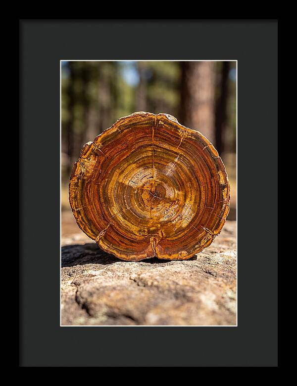 Petrified Wood Beauty