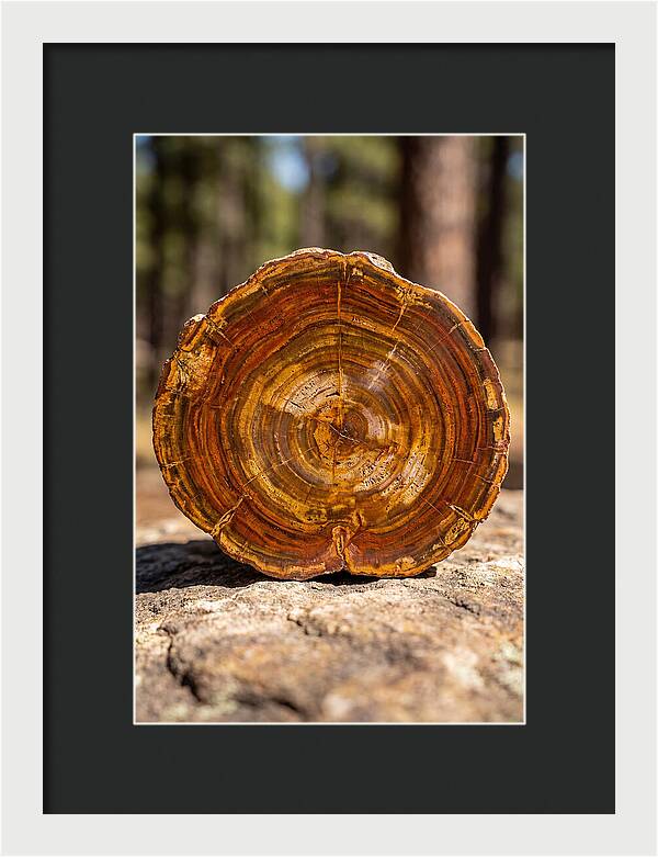 Petrified Wood Beauty
