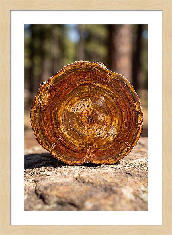 Petrified Wood Beauty