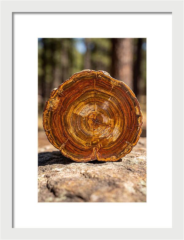 Petrified Wood Beauty
