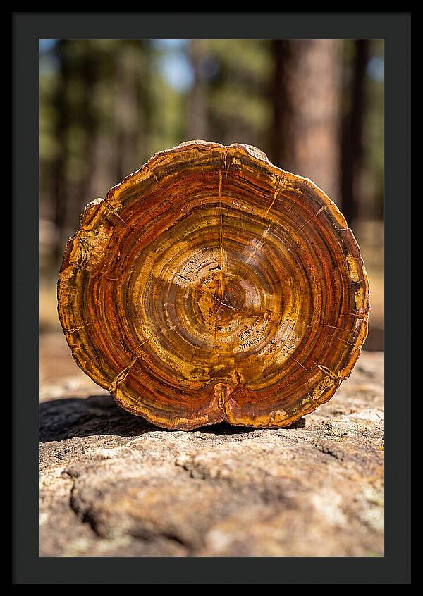 Petrified Wood Beauty