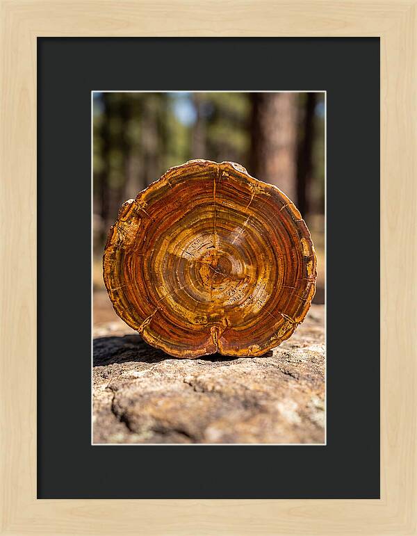 Petrified Wood Beauty