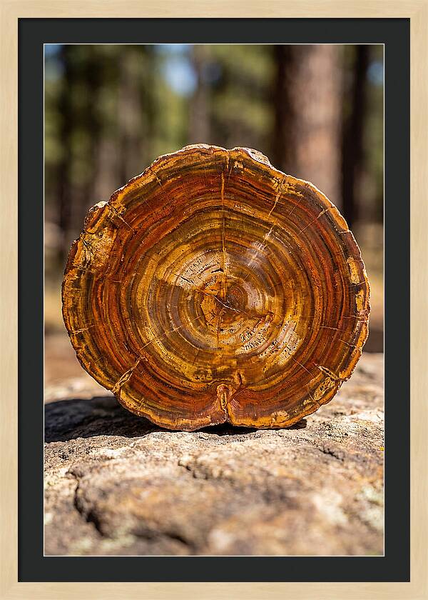 Petrified Wood Beauty