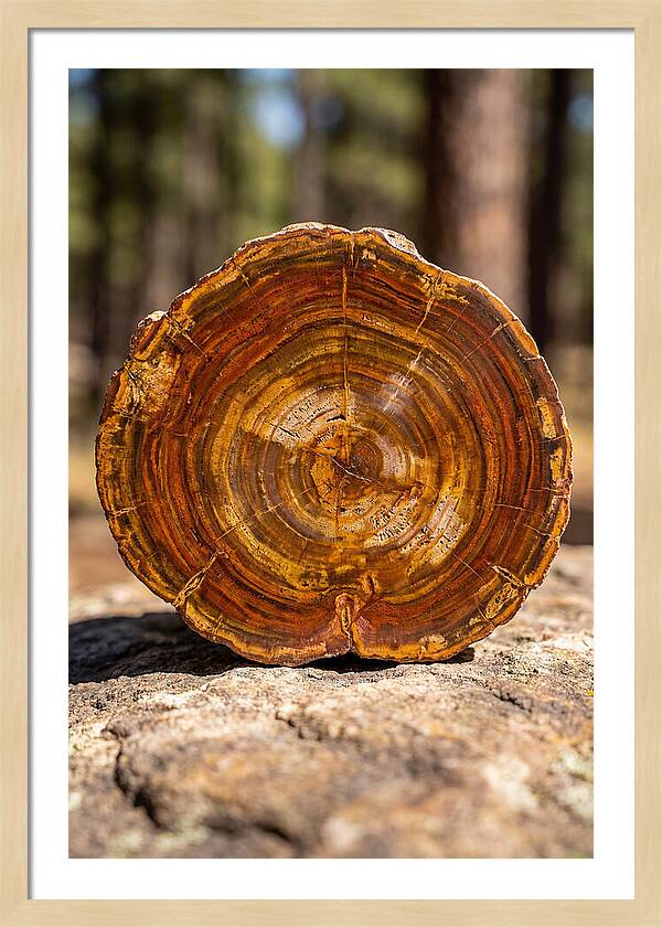 Petrified Wood Beauty