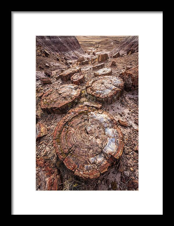 Petrified Wood Rings