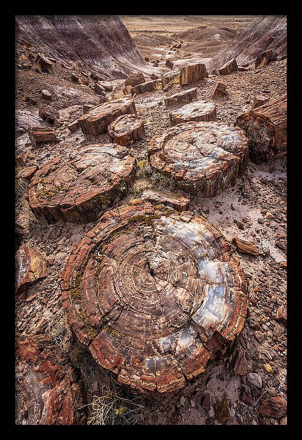 Petrified Wood Rings