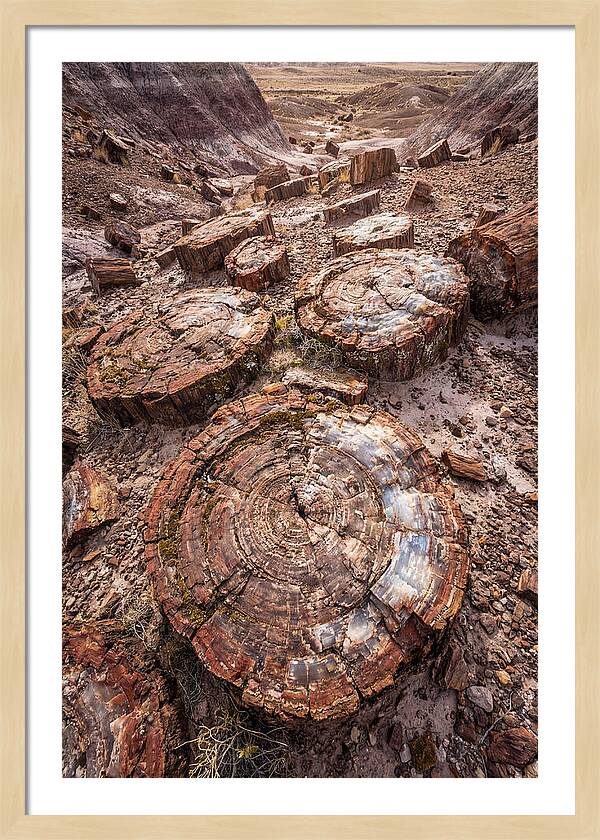 Petrified Wood Rings
