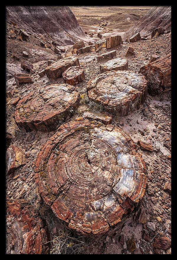Petrified Wood Rings