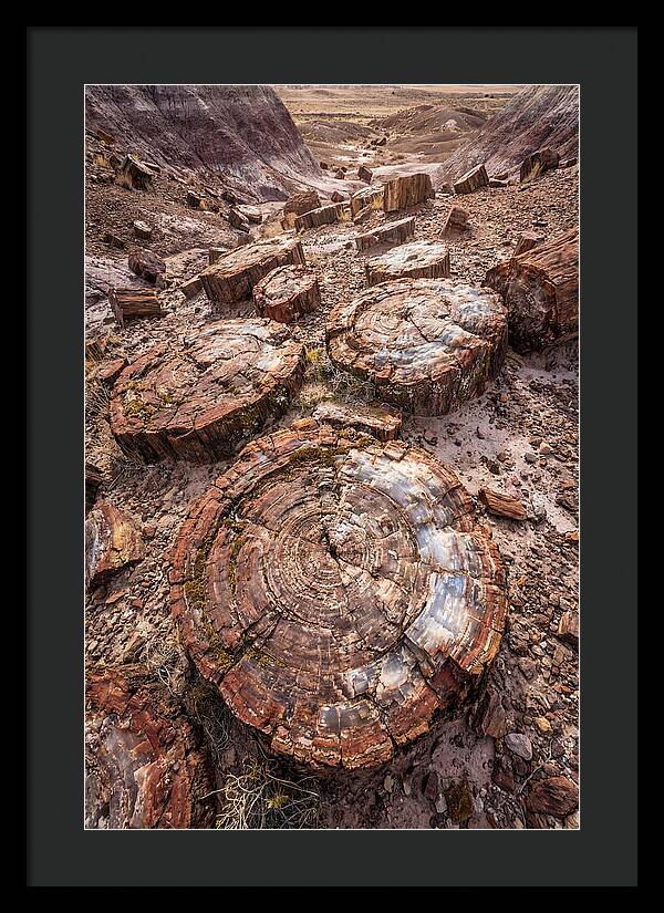 Petrified Wood Rings