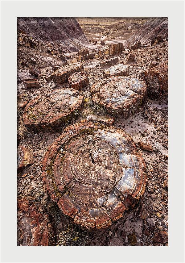 Petrified Wood Rings
