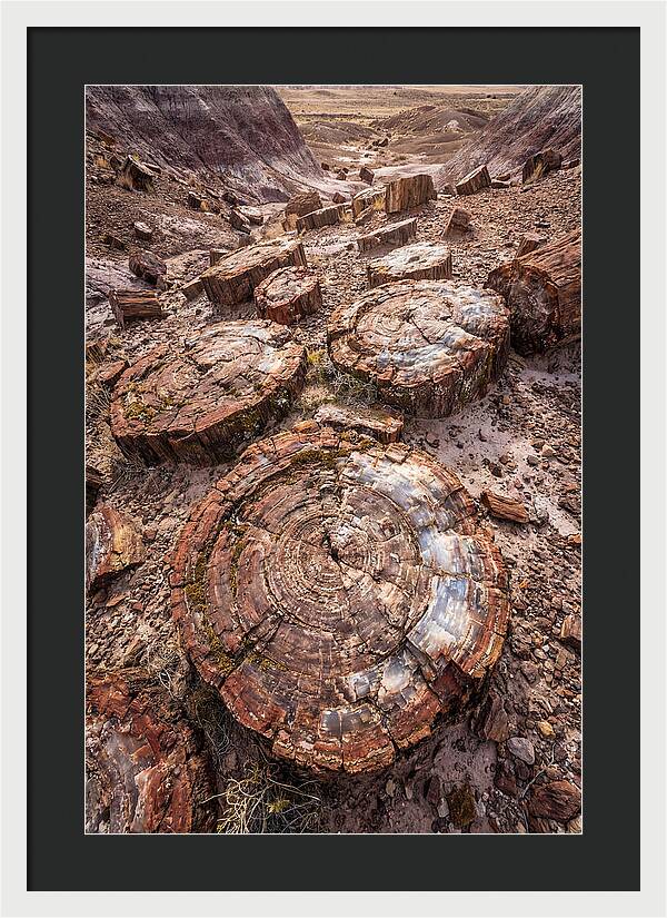 Petrified Wood Rings