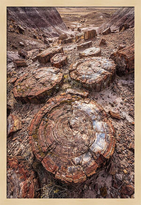 Petrified Wood Rings