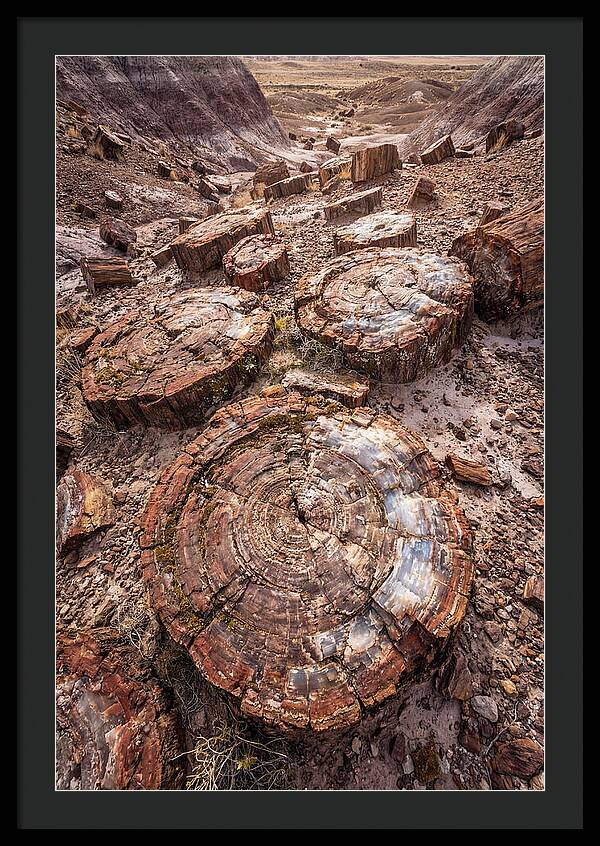 Petrified Wood Rings