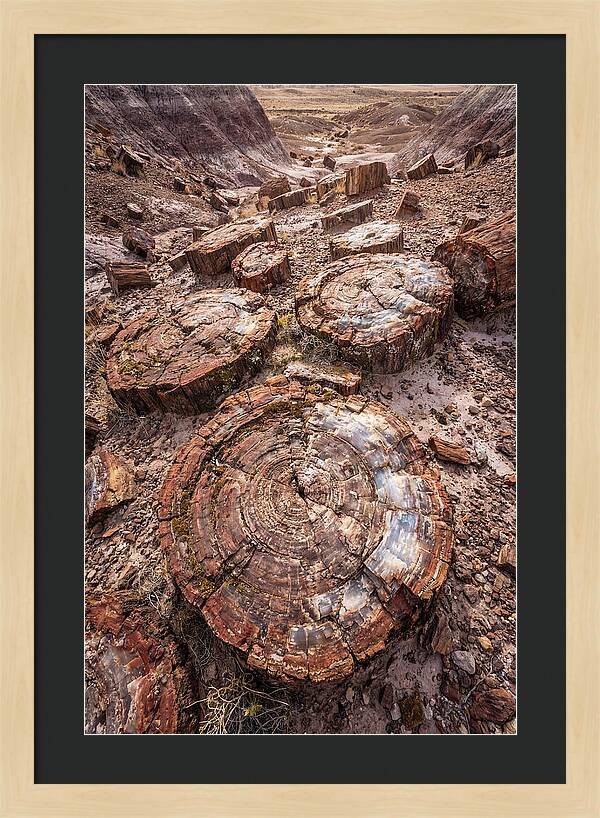 Petrified Wood Rings