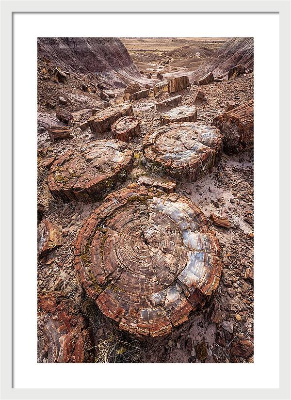 Petrified Wood Rings